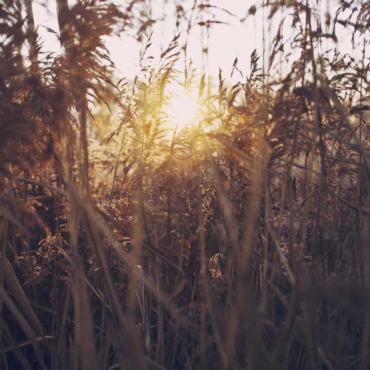 Tall grass backlit by the setting sun